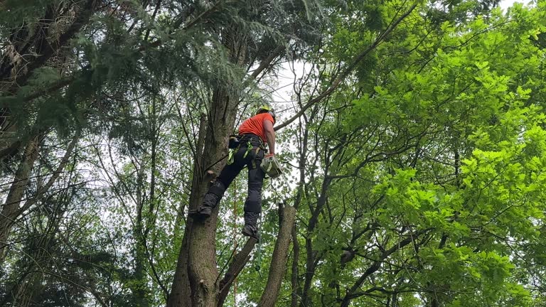 How Our Tree Care Process Works  in  Miami Shores, FL