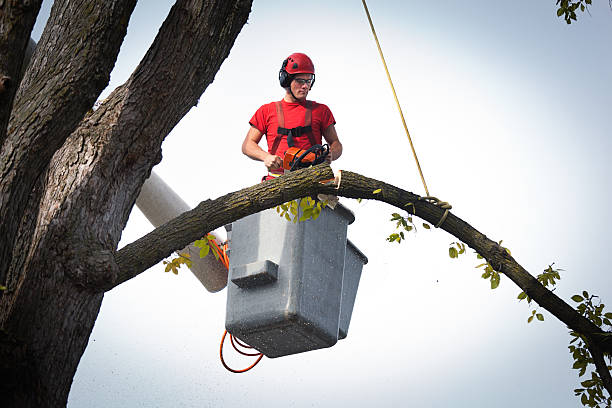Best Utility Line Clearance  in Miami Shores, FL